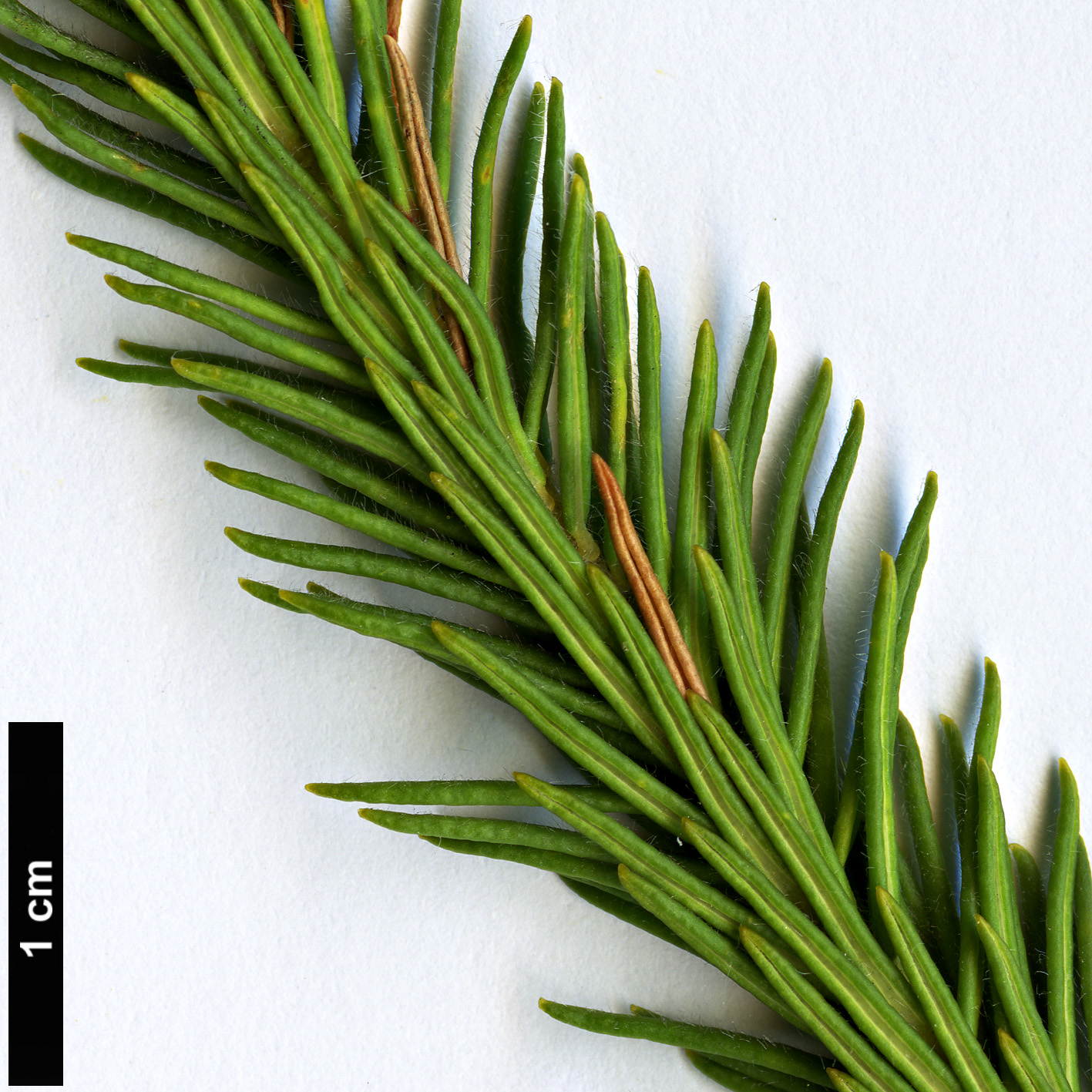 High resolution image: Family: Proteaceae - Genus: Banksia - Taxon: meisneri - SpeciesSub: var. ascendens